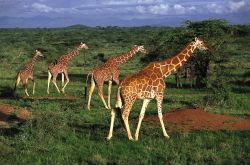 Un gruppo di giraffe nella savana del Kenya