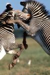 Combattimento tra zebre in un parco naturale ...