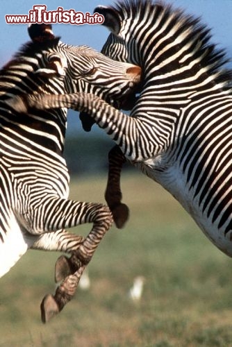 Immagine Combattimento tra zebre in un parco naturale del Kenya