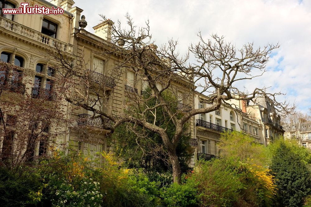 Immagine Un misterioso albero dai rami ricurvi al Parco Monceau di Parigi, Francia.
