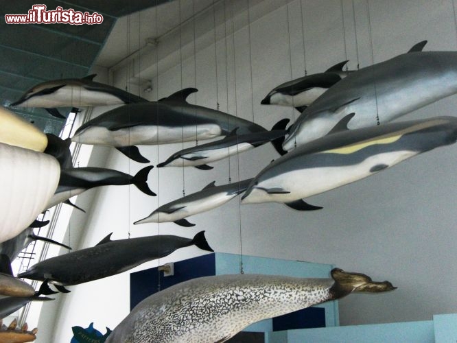 Immagine Natural History Museum: delfini nella sala dei mammiferi