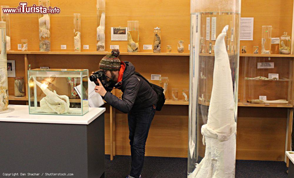 Immagine La visita al Museo Fallolologico Islandese, la più grande collezione di peni al mondo  - © Dan Shachar / Shutterstock.com