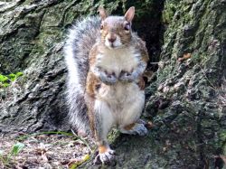 Un simpatico squirrel (scoiattolo) a Battery ...