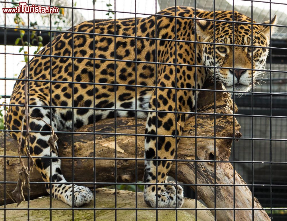 Immagine Una gabbia con giaguaro allo Zoo di Parigi, Bois de Vincennes