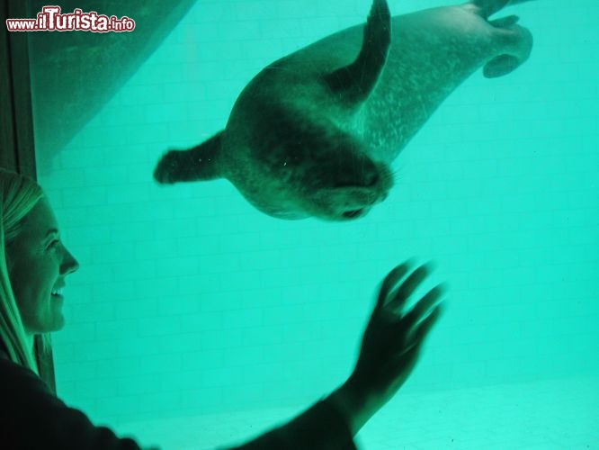 L'acquario di Bergen merita una visita,  ben tenuto: una foca gioca con il pubblico