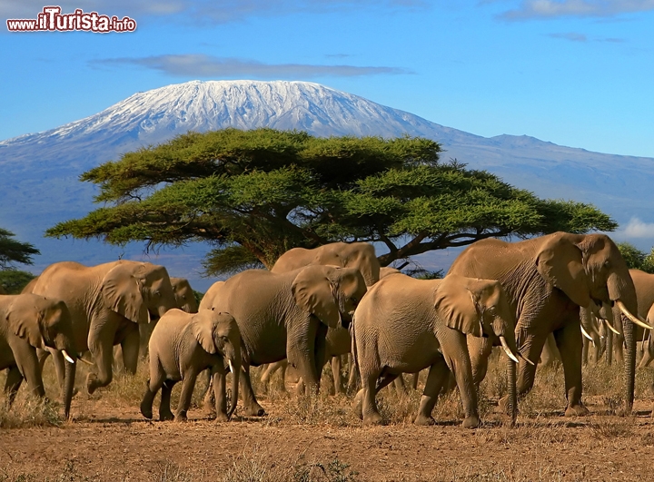 Monte Kilimanjaro, Tanzania - E' uno degli spettacoli d'Africa, con la neve ben visibile anche se siamo all'equatore.