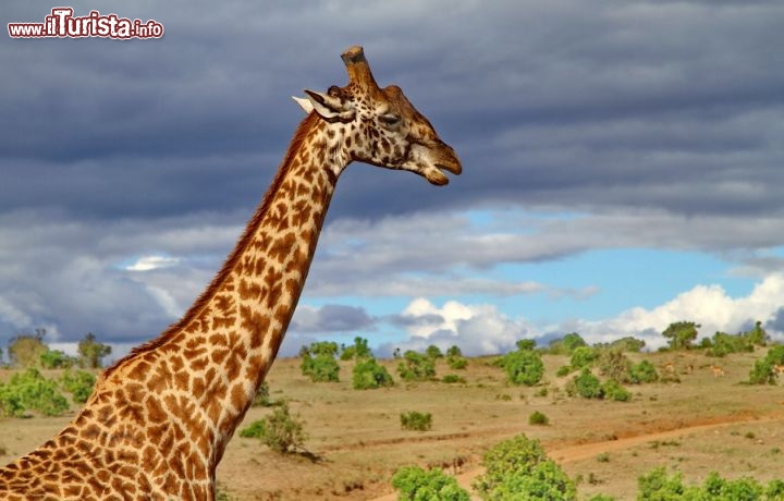 Una giraffa al parco Masai Mara - copyright Donnavventura