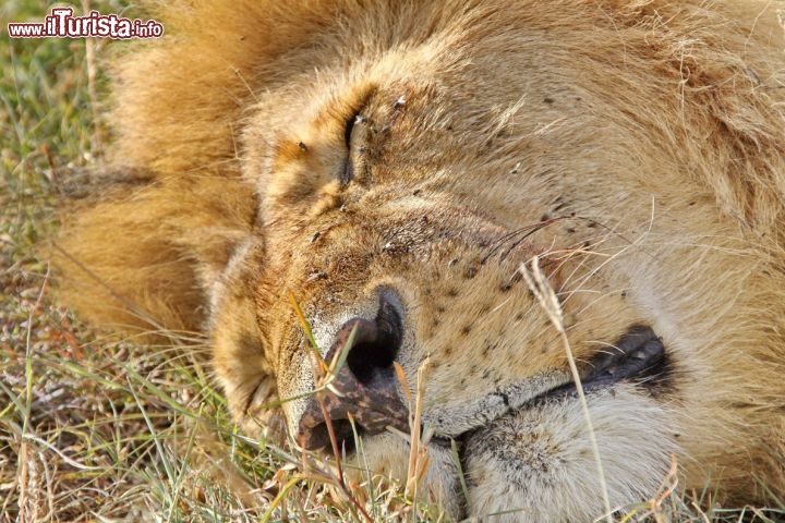 Un leone si riposa nella savana del Kenya - copyright Donnavventura