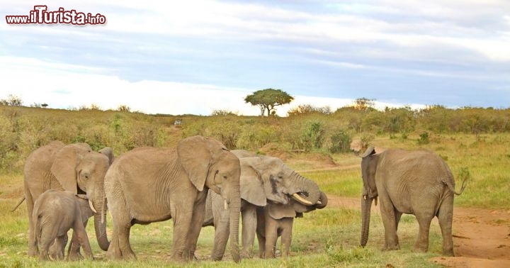 Gruppo di elefanti nel Parco Nazionale Masai Mara - copyright Donnavventura