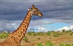 Una giraffa al parco Masai Mara - copyright Donnavventura ...