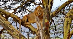 Un Leone si riposa su di un albero della savana ...