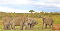 Gruppo di elefanti nel Parco Nazionale Masai ...