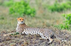 Un ghepardo si riposa al Masai Mara - copyright ...