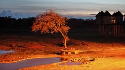 Albero della Savana al tramonto in Kenya - copyright ...