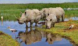 Rinoceronti si abbeverano sulle sponde del Lago ...
