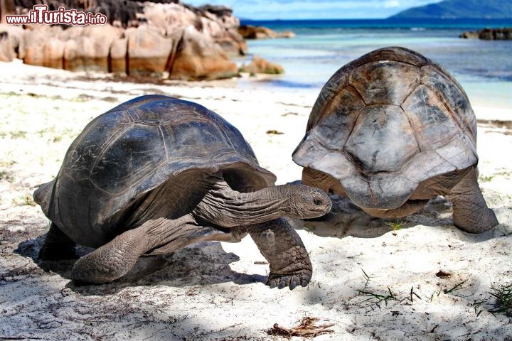 Le Tartarughe giganti di Aldabra  - copyright Donnavventura