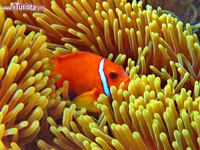 Un pesce pagliaccio alle maldive, si nasconde in un anemone