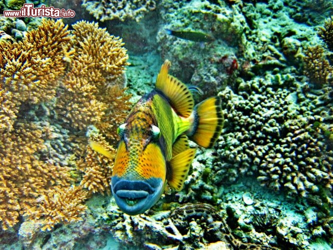 Un pesce Balestra Titano: il trigger fish se presenta la pinna dorsale sollevata  in fase aggressiva, e pu mordere!