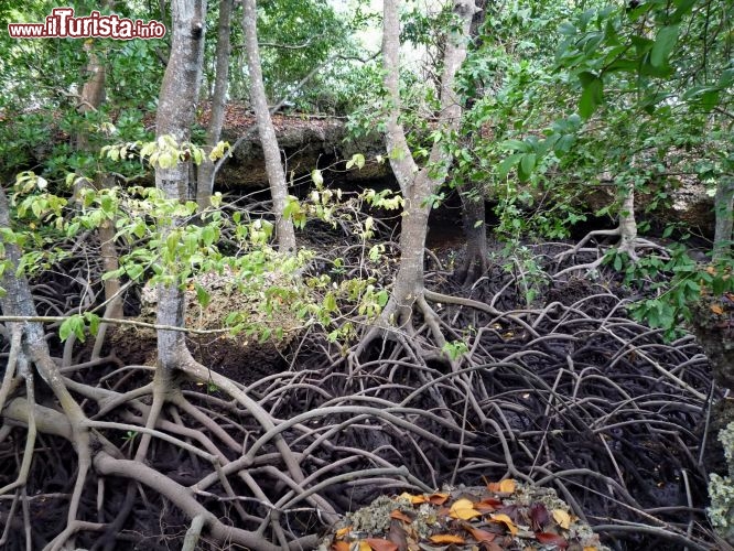 Un mangrovieto interno nell' isola di Chale in Kenya