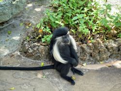 Un colobo, un primate tipico del Kenya