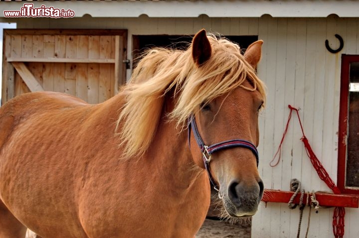Esemplare di Northlands Pony alle Lofoten - Questo tipo di cavallo è proprio originario della Norvegia, ed è una delle specie più diffusa anche alle isole Lofoten. E' apprezzato per il suo carattere docile e tranquillo.