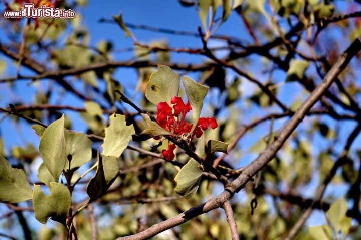 Fiori western Australia, Kimberley. Dentro al Purnululu national Park i fiori nella stagione del monsone secco, fanno  preludio dell'esplosione di colori che avverrà a breve nei mesi di settembre ottobre e novembre, la primavera dell'Australia settentrionale che precederà le piogge della "wet season".