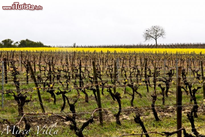 Vigneti tipici della regione del Cognac - I vigneti del Dipartimento di Charente-Marittime si estendono su di una superficie di circa 80.000 ettari, suddivisa in sei grandi zone: Bois Ordinaries, Bon Bois, Borderies, Fins Bois, Grande Champagne e Petite Champagne.
