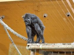 I gorilla del Parque de la Naturaleza de Cabarceno ...