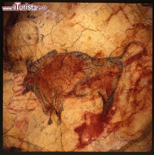 Immagine Bisonte dipinto all'interno della Cueva de Altamira