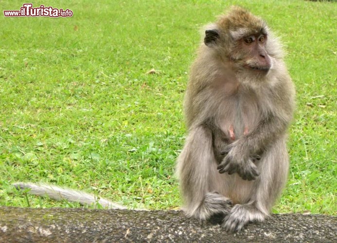 Macaco a Mauritius - i macachi fanno la guardia al lago sacro della dea Shiva, anche se a volte si distraggono a litigare tra loro, osservare incuriositi i passanti e divorare qualche banana gentilmente offerta dai turisti.