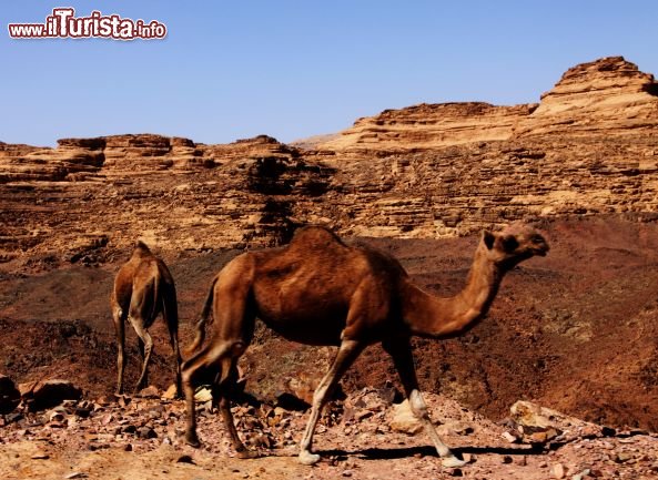 Immagine Dromedari del deserto Occidentale egiziano
DONNAVVENTURA 2010 - Tutti i diritti riservati - All rights reserved