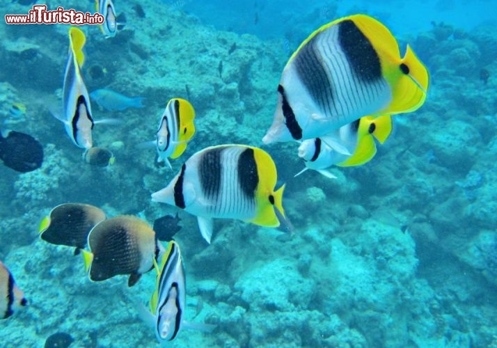 Pesci colorati durante una immersione nella magica laguna di Bora Bora - © DONNAVVENTURA® 2012 - Tutti i diritti riservati - All rights reserved