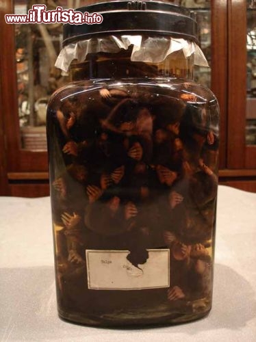 Immagine Il vaso delle talpe Grant Museum of Zoology Londra