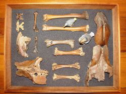 Ossa di Dodo Grant Museum of Zoology Londra