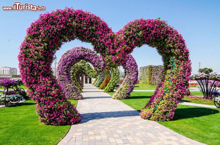Il Dubai Miracle Garden potrebbe essere scambiato un giardino degli innamorati! In effetti è stato inaugurato il giorno di San Valentino 2013, e la sua visita è piuttosto romantica, per la presenza di milioni di fiori, colorati e profumatissimi - © www.dubaimiraclegarden.com