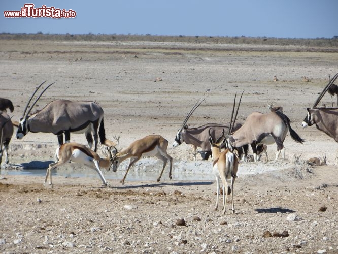 Immagine Oricati, una specie di antilopi, si abbeverano ad una pozza d'acqua nella savana desertica della Namibia centrale. Questi sono solo alcuni degli animali che si possno incontrari iun un safari fotografico nel deserto del Kalahari