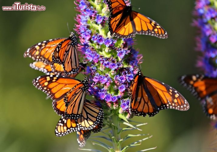 Farfalle sopra l'omonima pianta tipica della california - © DONNAVVENTURA® 2013 - Tutti i diritti riservati - All rights reserved