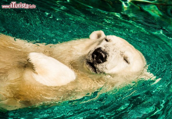 Immagine Orso polare allo Zoo di Omaha in Nebraska (USA). Cinque specie di orsi vengono ospitate nella sezione Durham Family's Bear Canyon - © Dane Jorgensen / Shutterstock.com