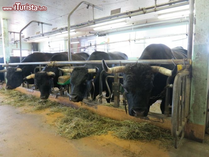 Immagine Le mucche nella fattoria pedagogica di Hérémence, le famose Vache d’Hérens della Svizzera