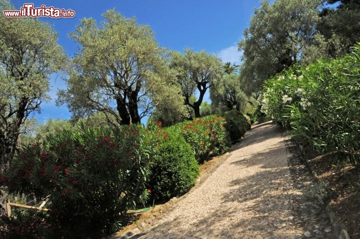 Immagine I giardini che portano al museo Renoir fra ulivi e oleandri fioriti