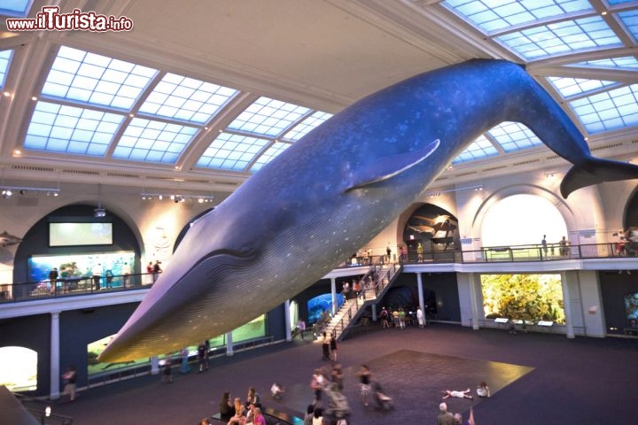 Immagine La grande balenottera azzurra (blue whale) all'interno del Museo di Storia Naturale di New York City - © Jorg Hackemann / Shutterstock.com