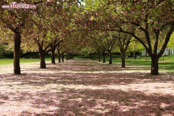 Immagine Brooklyn Botanic Garden, viale dei ciliegi in fiore: è uno dei luoghi più fotogenici dei giardini botanici di Brooklyn. Durante la stagione di fioritura dei ciliegi, tra aprile e maggio, non è raro incontrare i fotoamatori alla ricerca dello scatto migliore - Foto © Colin D. Young  / Shutterstock.com