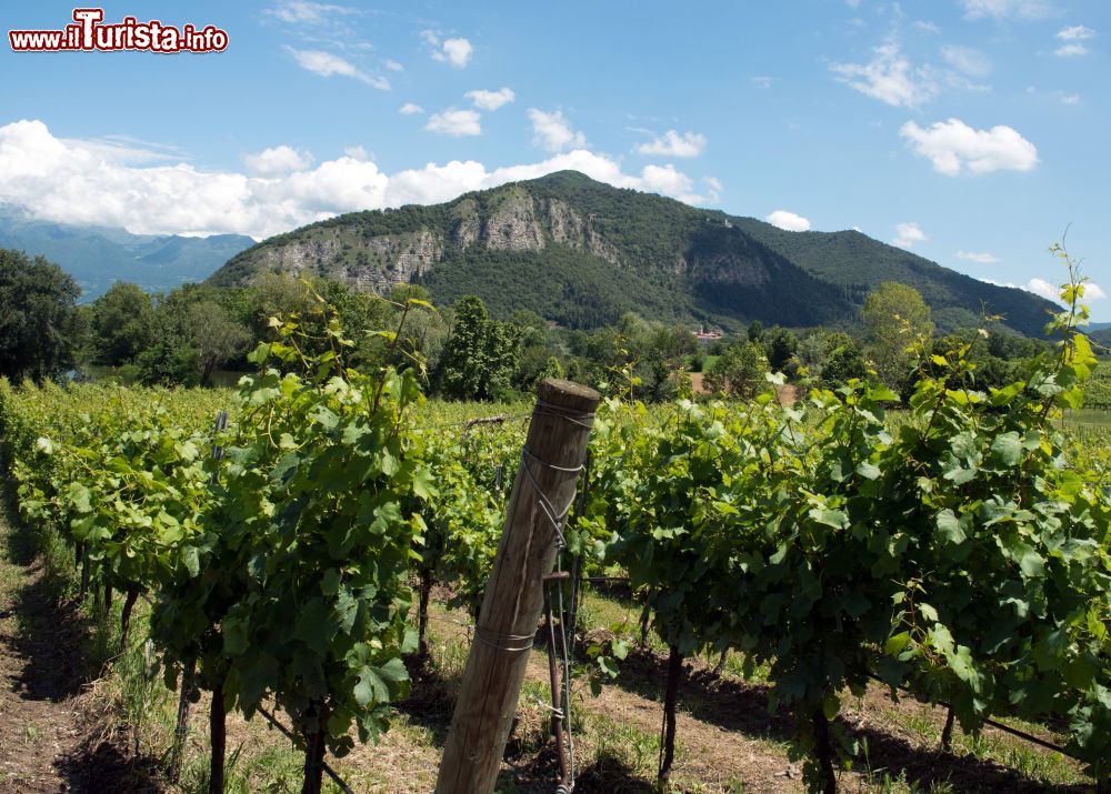 i vigneti della Franciacorta