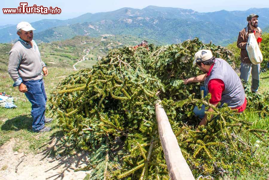 Albero della Festa della Pita