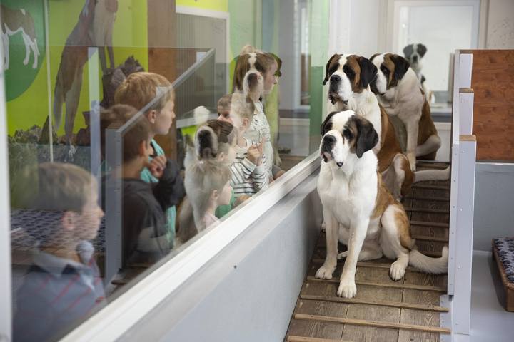 - © foto: Massimo Pedrazzini