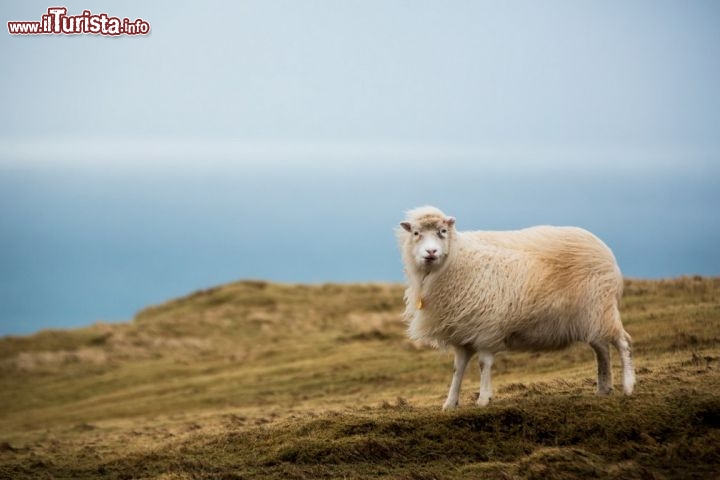 Immagine Uno degli abitanti più tipici delle Isole Faroe, incontrato sull'isola di Suduroy. In questo arcipelago vivano circa 80.000 pecore, contro i circa 50.000 abitanti delle Faroe - © Michela Garosi / TheTraveLover.com