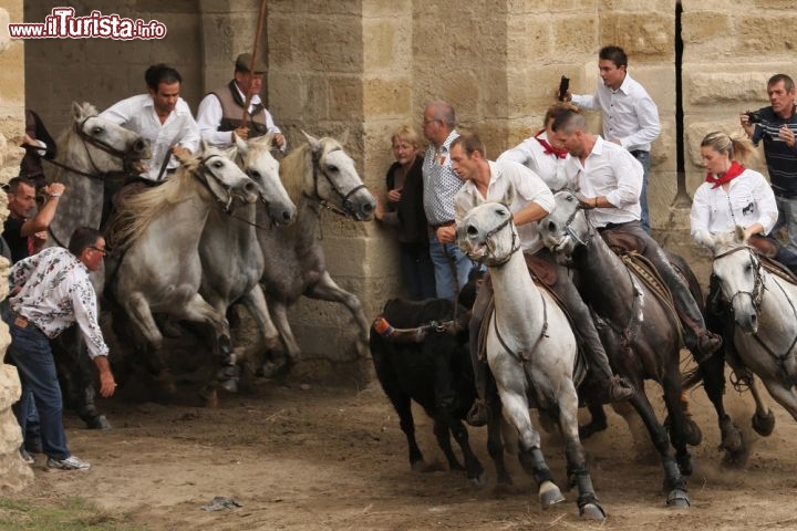 Immagine Abrivado dei tori a Aigues Mortes, Provenza - In Camargue, angolo del sud francese dove le tradizioni provenzali si sposano con il folclore spagnolo e gitano, natura e feste popolari creano un binomio che da sempre attrae turisti e visitatori. Oltre alla famosa festa gitana che si tiene nella regione il 24 e 25 Maggio, Aigues Mortes ospita l'Abrivado con corride e corse dei tori. Cosa centrano i cavalli ritratti nella foto? Semplice: se nell'arena i protagonisti assoluti sono i grandi bovini dal mantello scuro, fuori, al centro dell'attenzione, sono invece i cavalli con cui si corre lungo le strade per portare i tori sin dentro le arene dei paesi © Pierre-Jean Durieu / Shutterstock.com