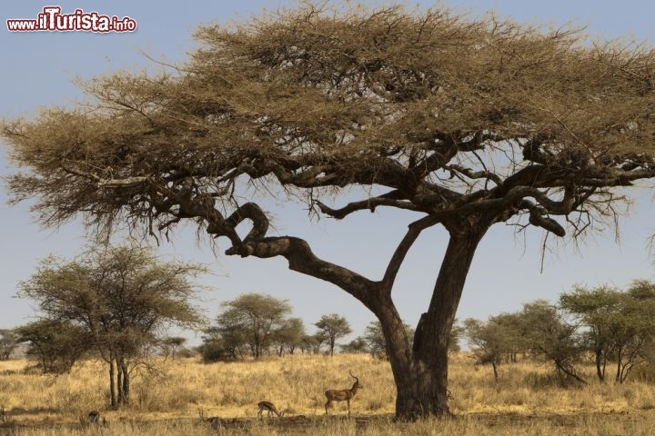 Immagine Nella riserva del Serengeti (Tanzania settentrionale, Africa) non è raro incontrare boschetti di acacia. L'acacia infatti vive bene in un terreno asciutto e in pieno sole - © Txanbelin / Shutterstock.com