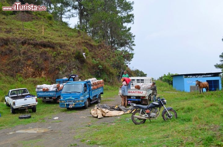 Immagine Agricoltori al lavoro a Constanza, nella  Repubblica Dominicana. Dopo aver raccolto le carote, gli ortaggi vengono sistemati sui camion e destinati ai mercati della zona