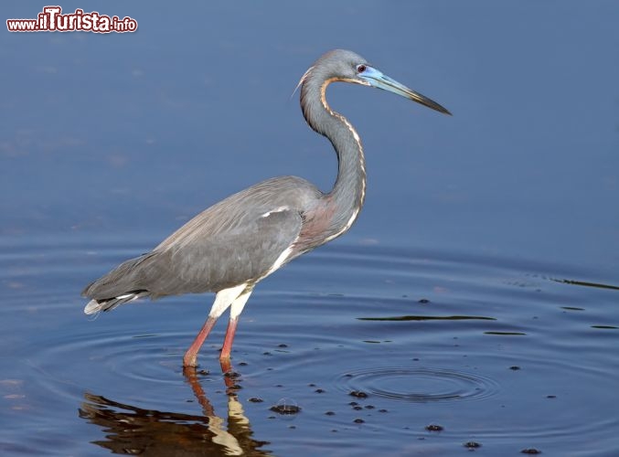 Immagine Airone a tre colori sul lago Myakka a Sarasota in Florida, USA - © Delmas Lehman / Shutterstock.com